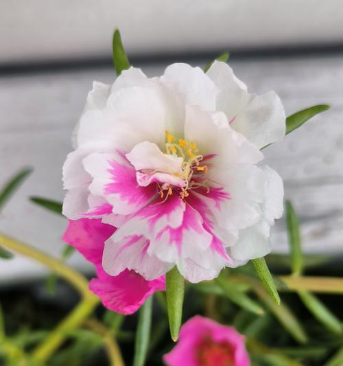 哪种花代表心安？