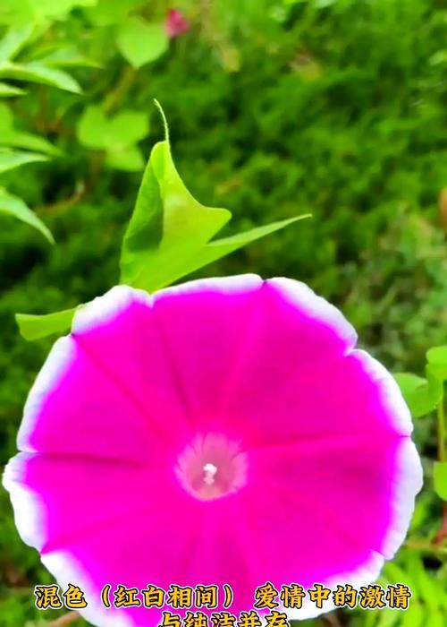 夜牵牛花的花语寓意是什么？
