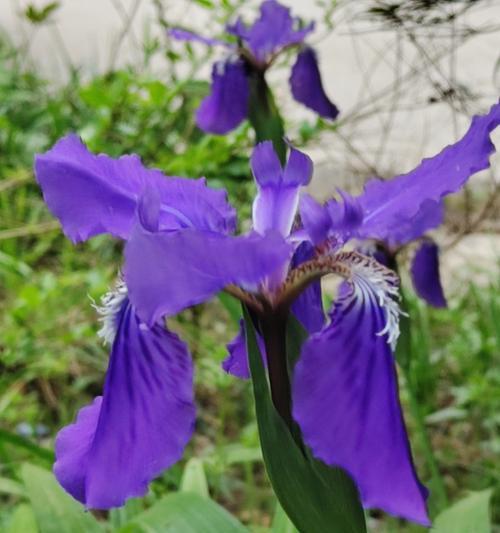 哪种花的花语代表友谊？友谊的花语是什么花？