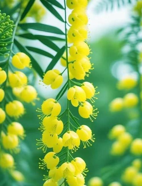 友情长青的花语是什么？它代表了哪种情感？