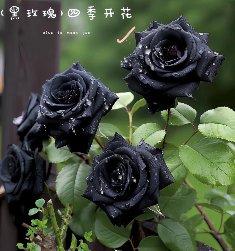 黑玫瑰的花语是什么？它代表了什么情感？