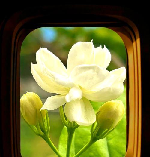 素馨茉莉花语代表什么？有何深层含义？