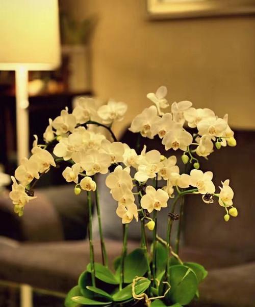 青柠柠檬的花语代表什么？如何理解其深层含义？