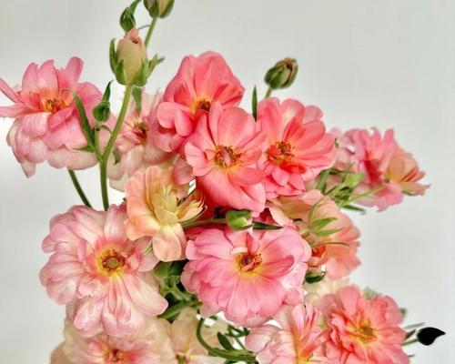 牡丹花加字母的花语有何深意？