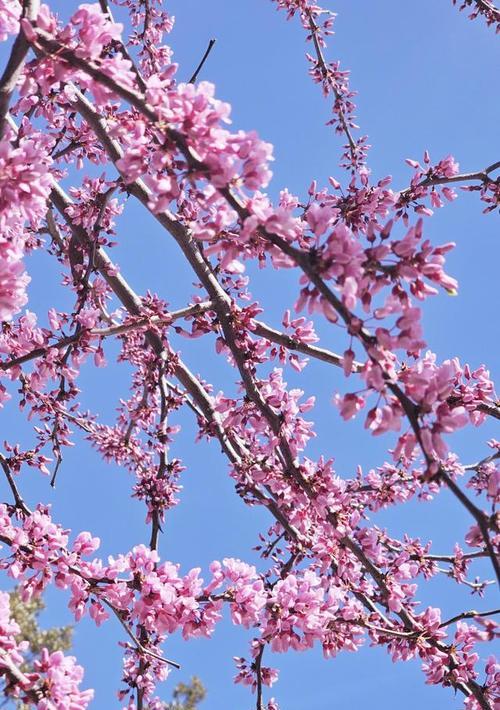 桃花为什么没有传统意义上的花语和象征？桃花的寓意是什么？