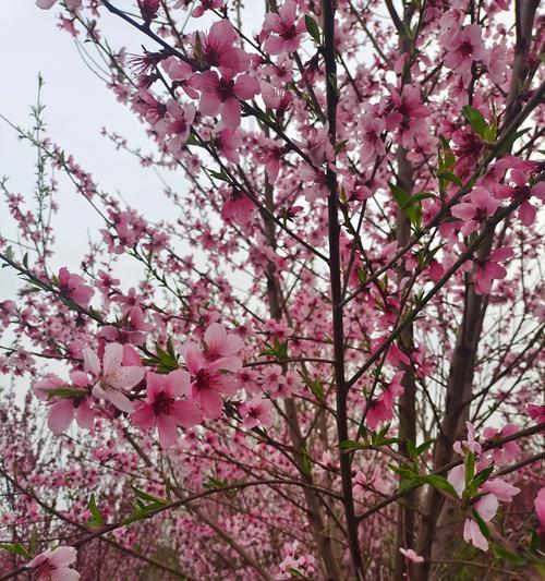 桃花为什么没有传统意义上的花语和象征？桃花的寓意是什么？