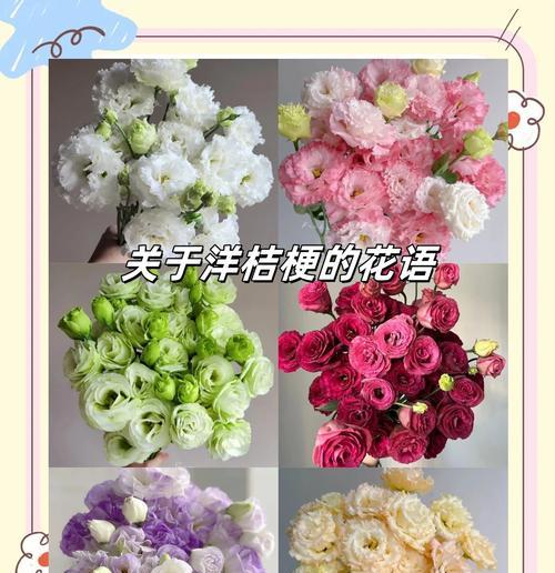 怀念姥姥时选择哪种花语最合适？