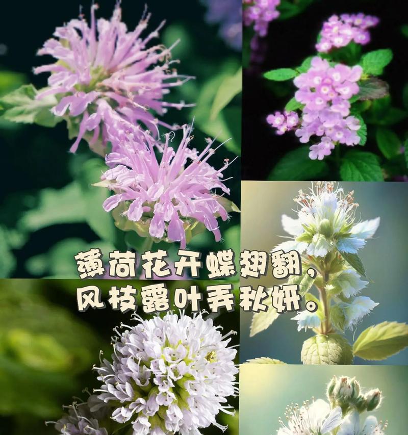 哪种花的花语象征永不消失的爱？