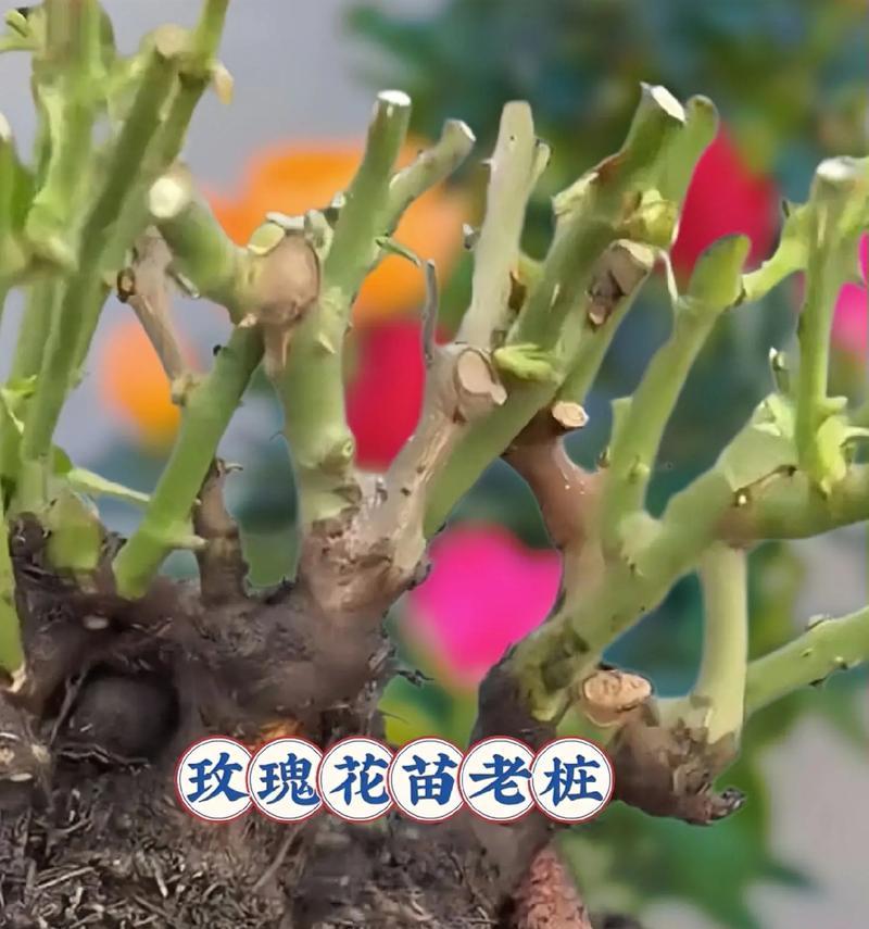 玫瑰老桩的花语是什么？玫瑰老桩代表了什么？