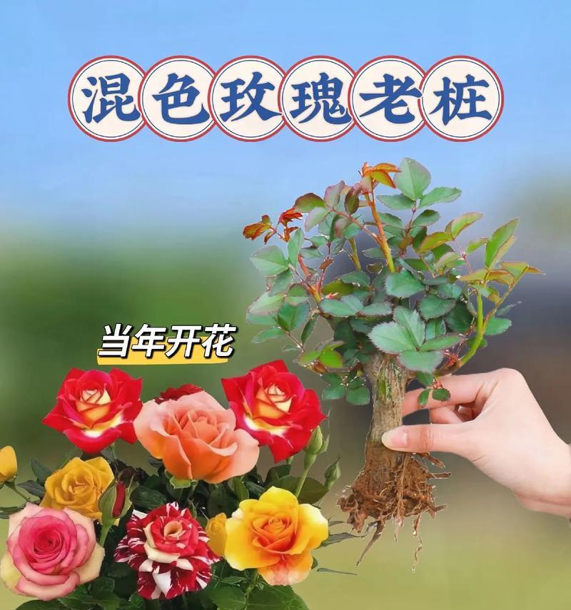 玫瑰老桩的花语是什么？玫瑰老桩代表了什么？