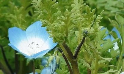 哪种花代表原谅？花语中的原谅之意是什么？