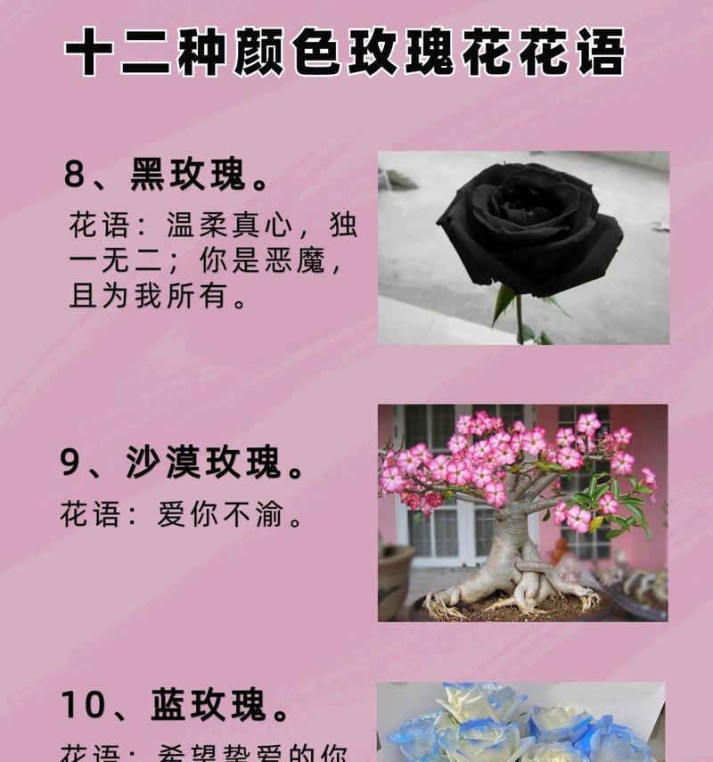 澳洲玫瑰花语有何独特之处？