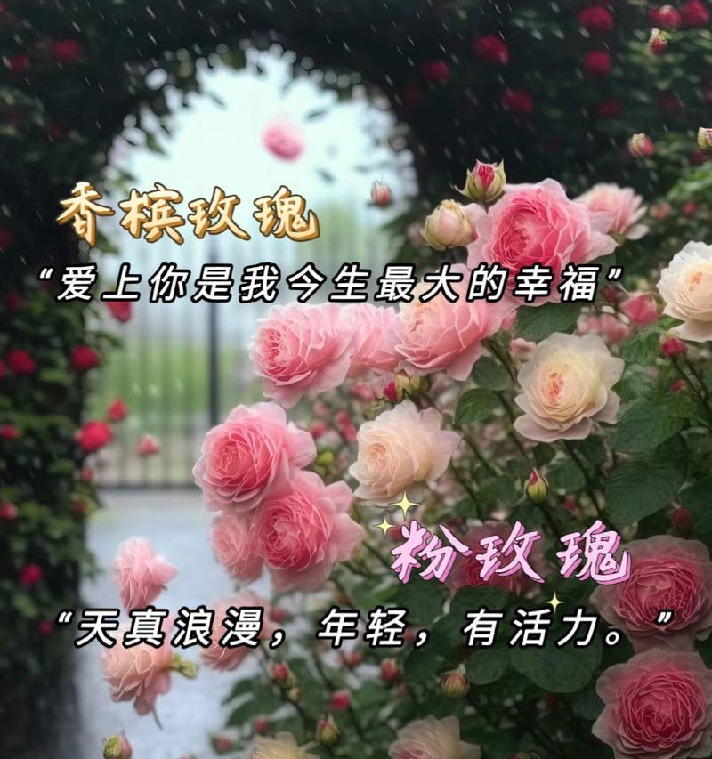 澳洲玫瑰花语有何独特之处？