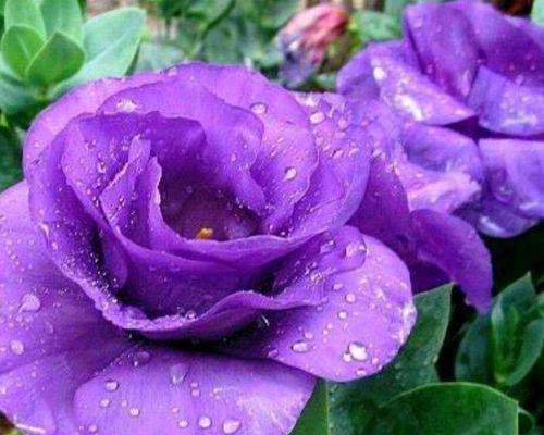 恋人心玫瑰花代表什么？花语中恋人心的含义是什么？