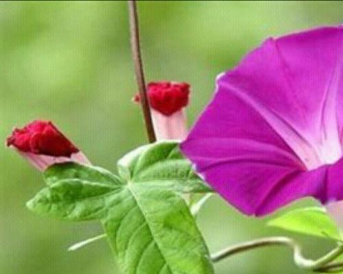 恋人心玫瑰花代表什么？花语中恋人心的含义是什么？