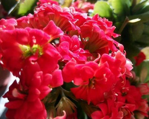 恋人心玫瑰花代表什么？花语中恋人心的含义是什么？