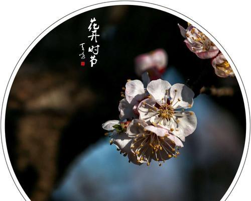 心目中的花季花语有哪些？它们各自代表什么？