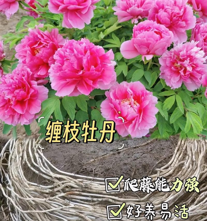 牡丹花的花语典故有何由来？它象征着什么？