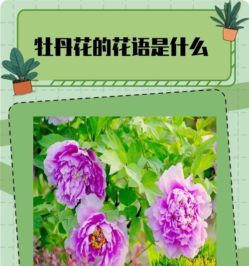 牡丹花的花语典故有何由来？它象征着什么？