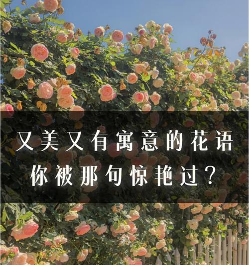 樱花代表的花语有哪些含义？
