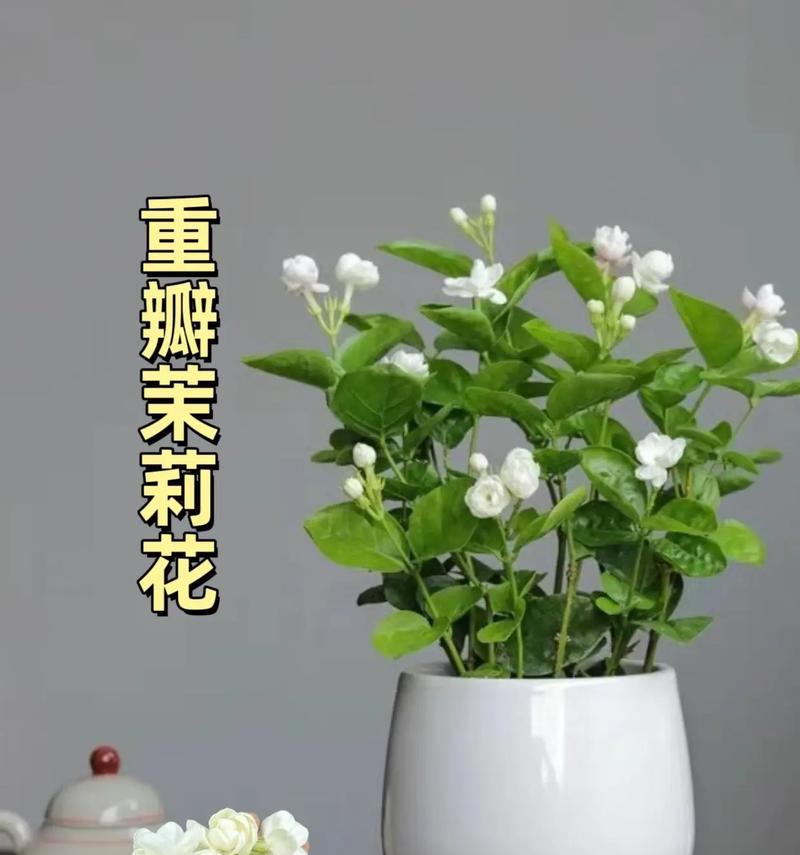 花语最纯情的爱是什么？哪种花代表了最纯情的爱？