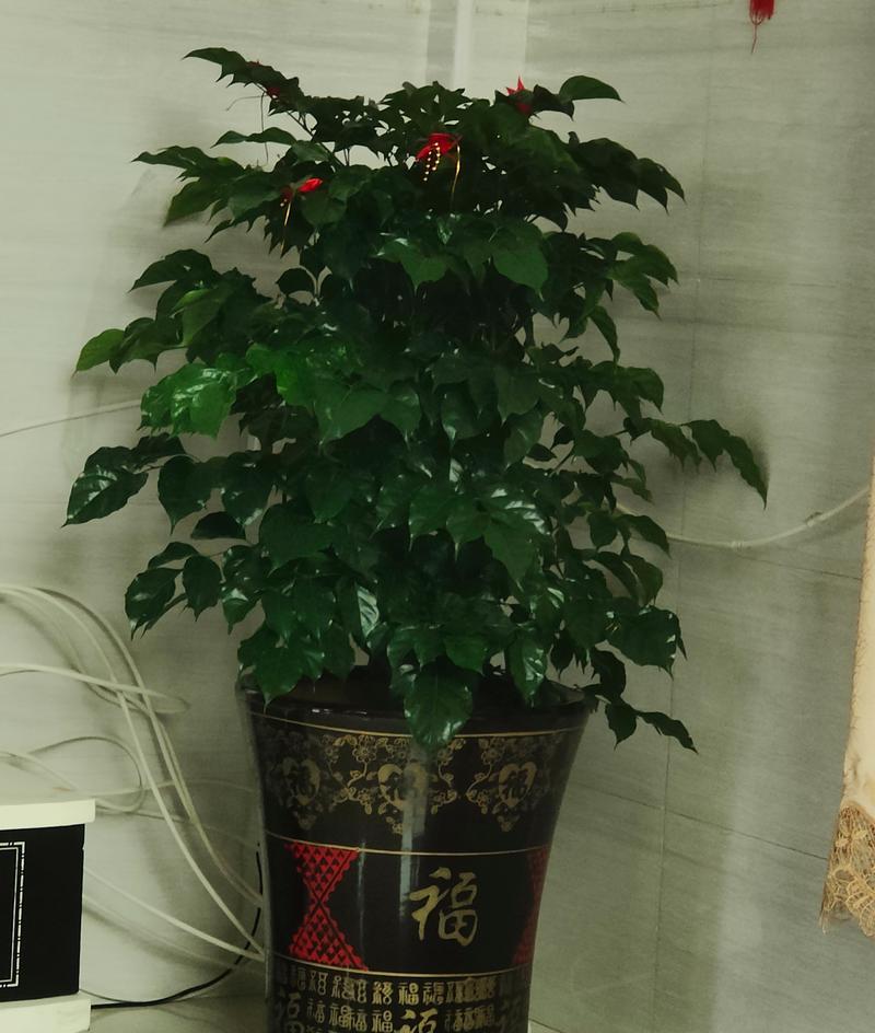 福字推销的花语含义是什么？