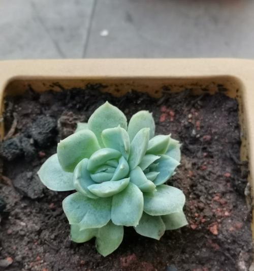多肉花卷的花语寓意有何特别之处？