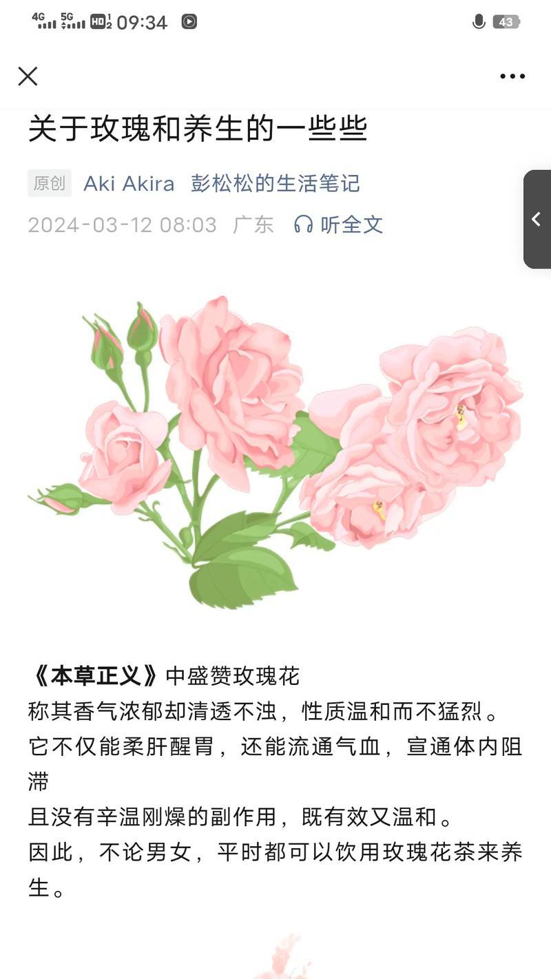 刚学会的玫瑰花语有何含义？它象征着什么？