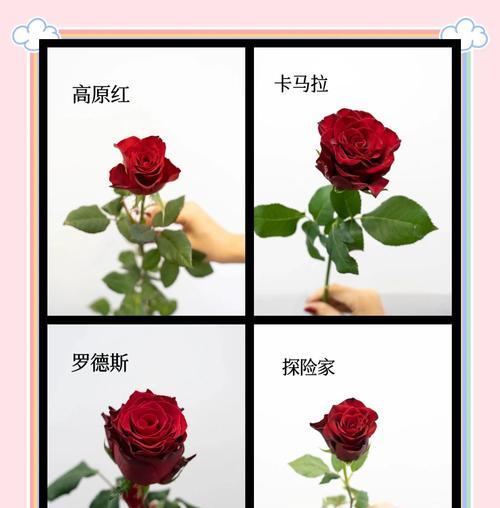 刚学会的玫瑰花语有何含义？它象征着什么？