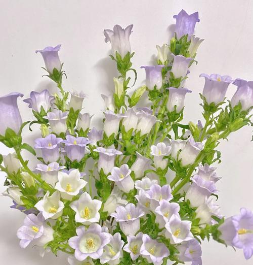 风铃花语具体代表了什么？