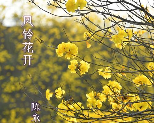 风铃花语具体代表了什么？