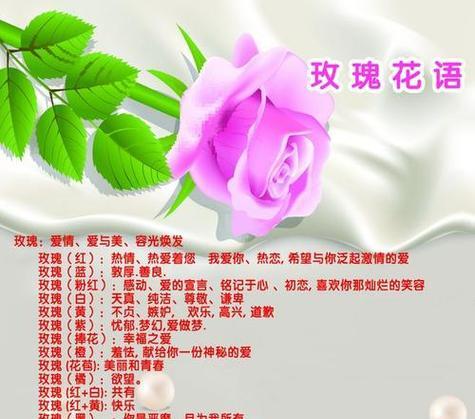 粉色黄色白色的玫瑰花代表什么？