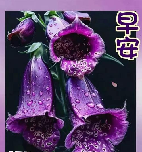 情窦初开的花语代表什么？鲜花如何表达？