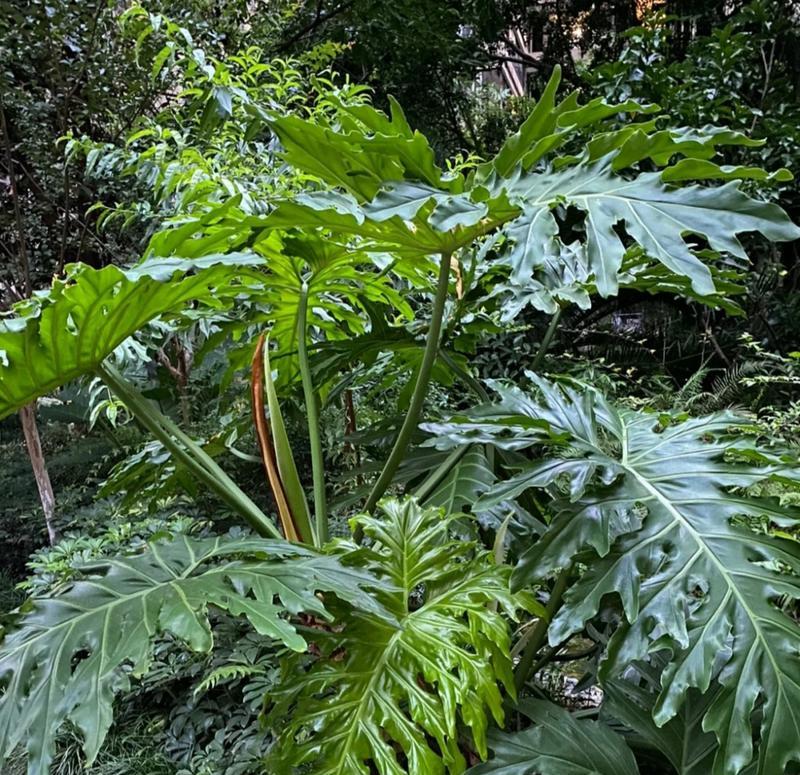 春羽的花语是什么？哪种花语听起来最为悦耳？