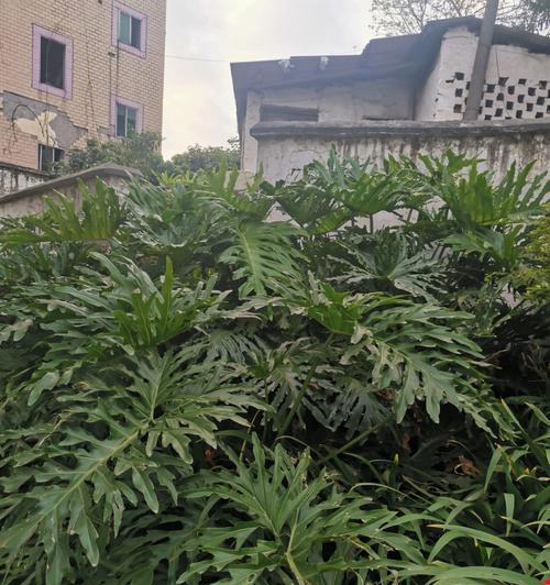 春羽的花语是什么？哪种花语听起来最为悦耳？