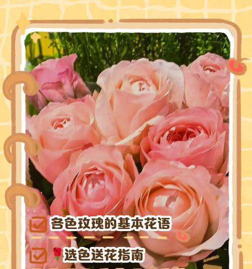 粉色玫瑰代表什么？花语有何深意？