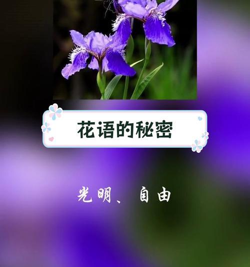 表达对某人兴趣的花语有哪些？花语背后的意义是什么？