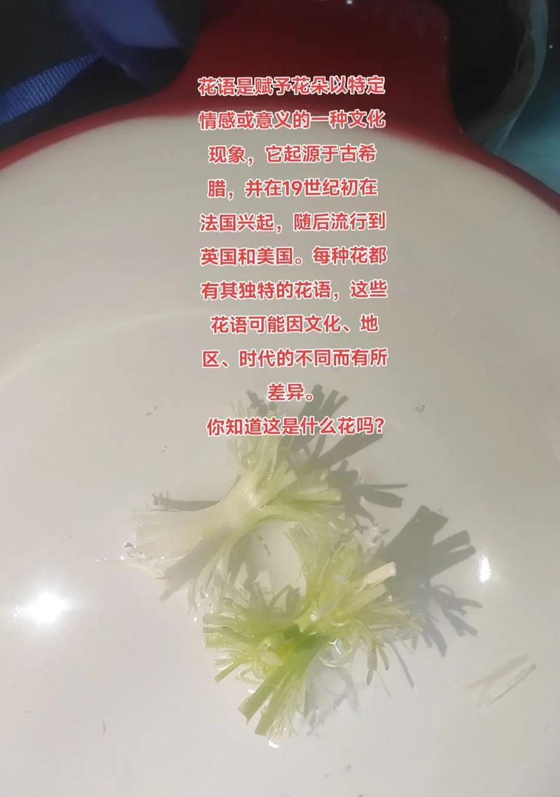 表达对某人兴趣的花语有哪些？花语背后的意义是什么？