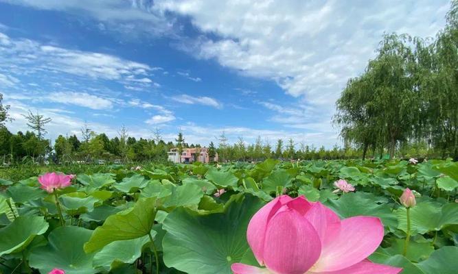 半情调的花语代表了什么？