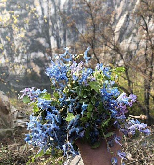 健康哥哥的花语有何特别之处？送健康哥哥花有什么寓意？