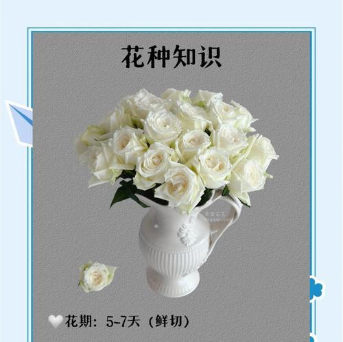 白玫瑰花语是什么意思？送白玫瑰有什么特别含义吗？