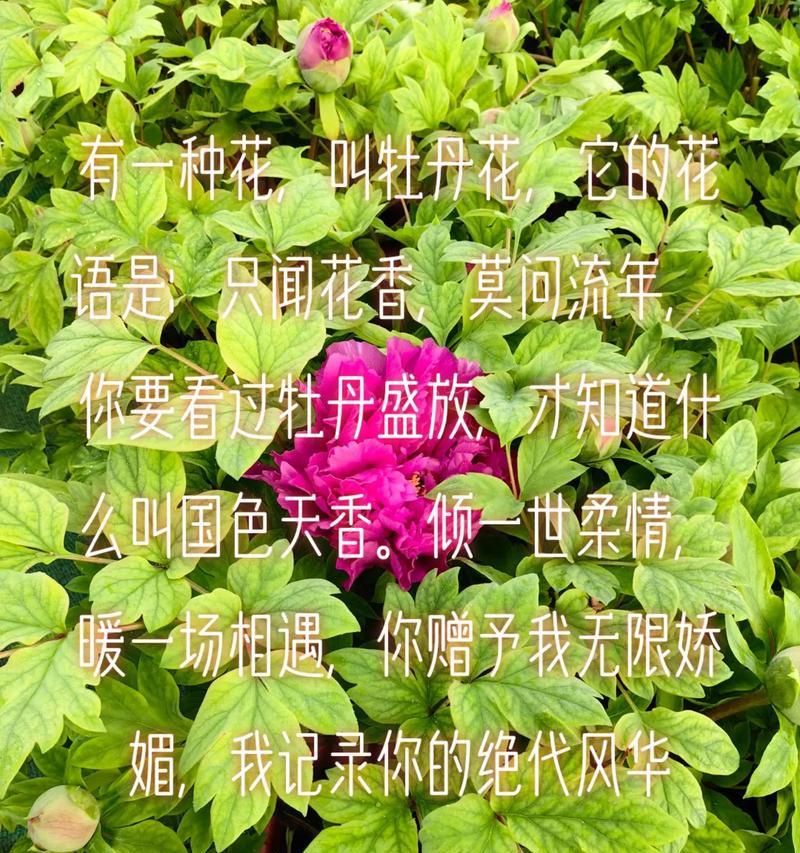 桔红花的花语和象征是什么？它代表了哪种意义？