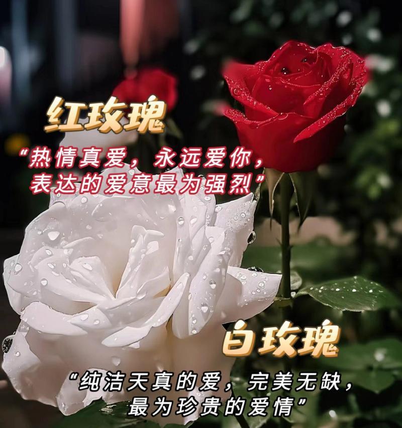 男生适合哪种玫瑰花语？送给男生的玫瑰花代表什么？