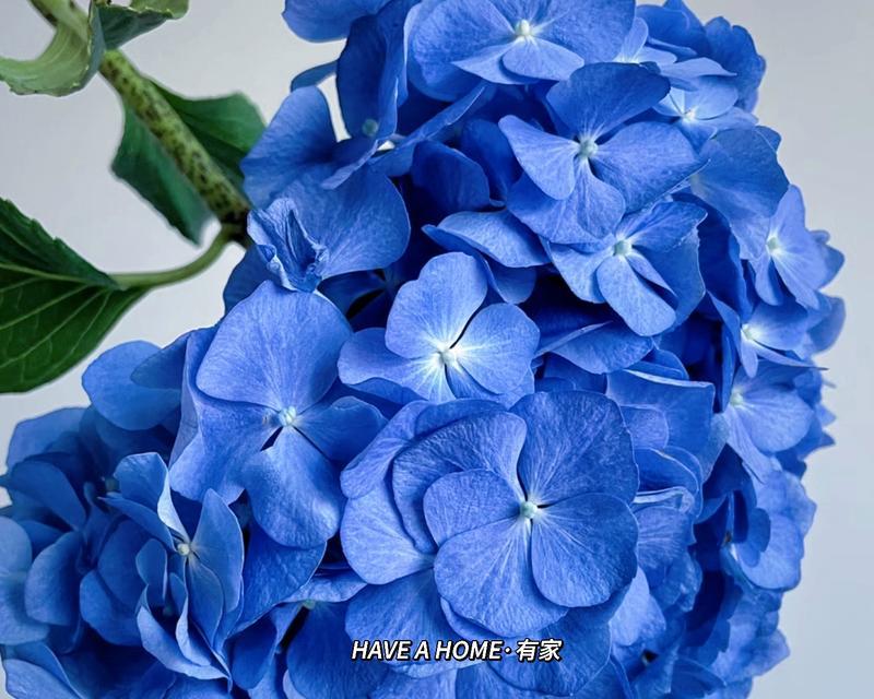 道具蓝色花语有何含义？它传递了什么信息？