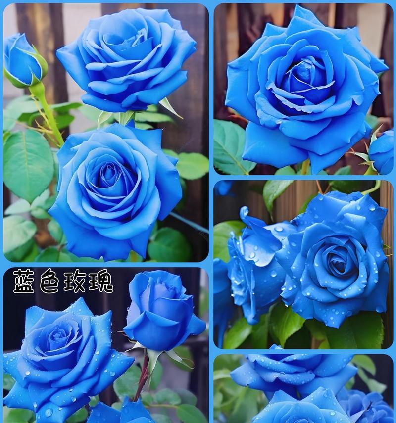 道具蓝色花语有何含义？它传递了什么信息？