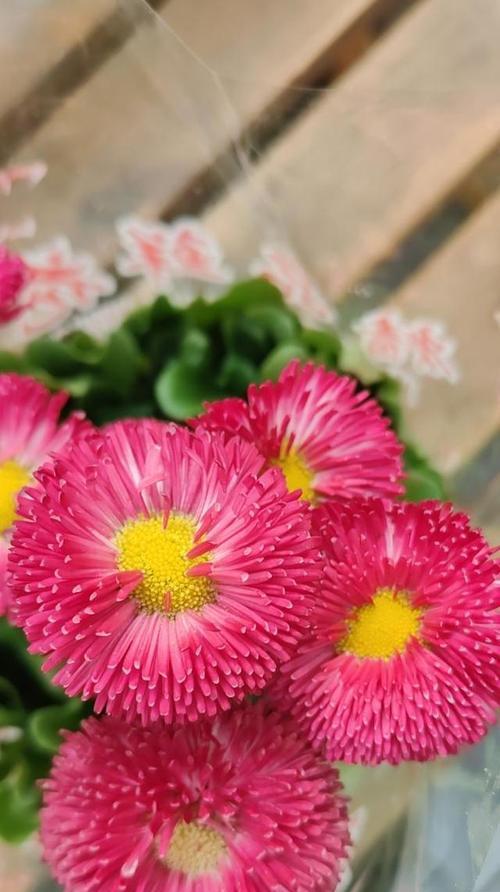 红色雏菊花的花语有何深意？