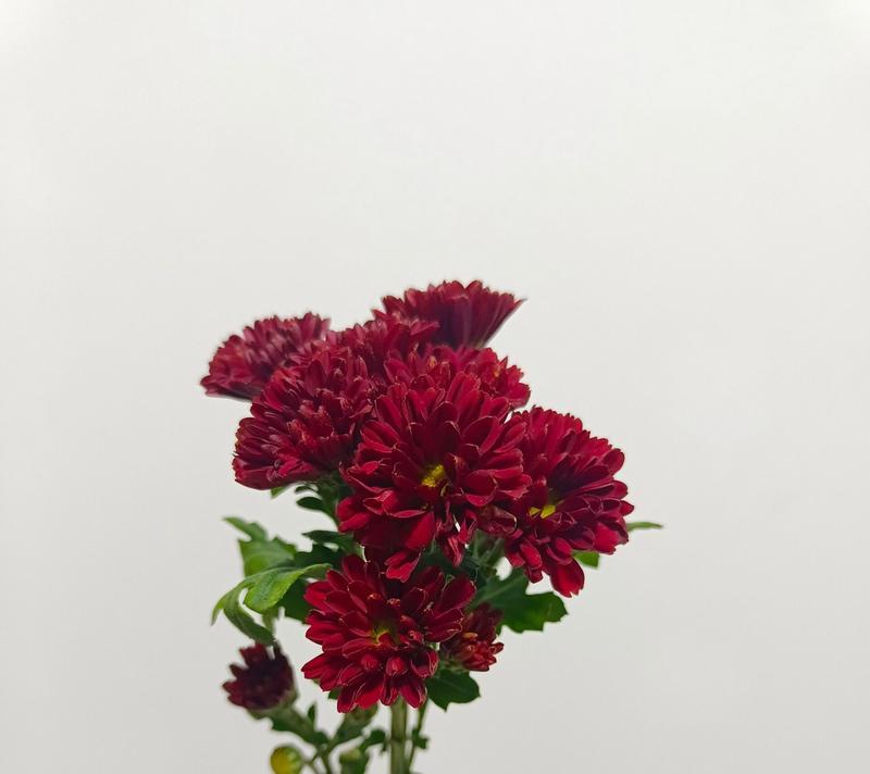 红色雏菊花的花语有何深意？