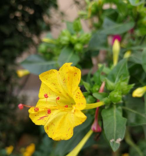 丸子汤与花语有何联系？