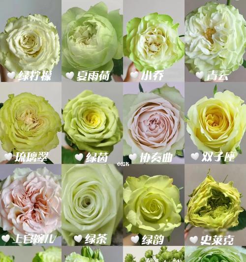 绿白色系的花语代表什么？