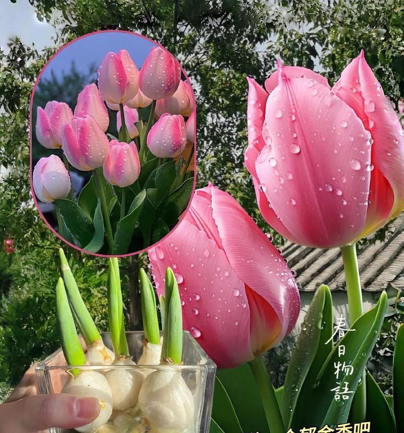 郁金香作为母亲节礼物的花语是什么？